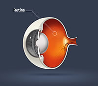 Retina Diagram Reading, PA