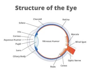 Structure of the Eye Diagram
