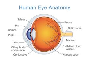 Anatomy of the Eye Diagram